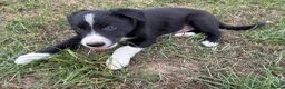 Border Collie dogs for sale: Border collie pups looking for new homes  in Leek - Advert 6