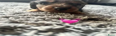 Miniature Dachshund 2