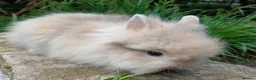 Lionhead rabbits for sale: Stunning DM Lionhead baby rabbits  - Advert 10
