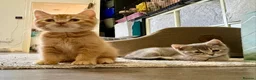 British Shorthair cats for sale: British shorthair kittens  - Advert 13