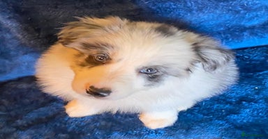 Border Collie dogs - Advert 4