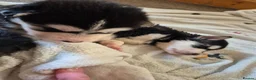 Mixed Breed dogs for sale: Alaskan malumute  x huskie - Advert 6