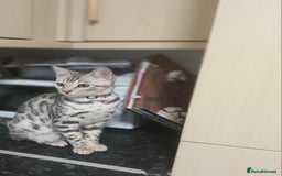 Bengal cats for sale: Stunning bengal cat  - Image 3