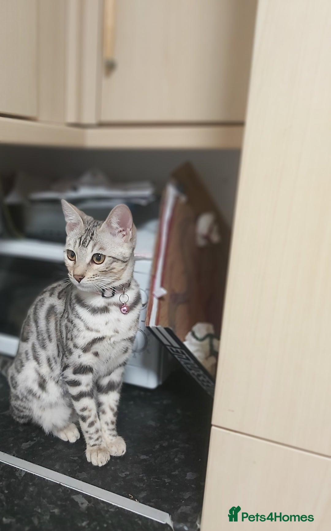 Bengal cats for sale: Stunning bengal cat  - Image 3