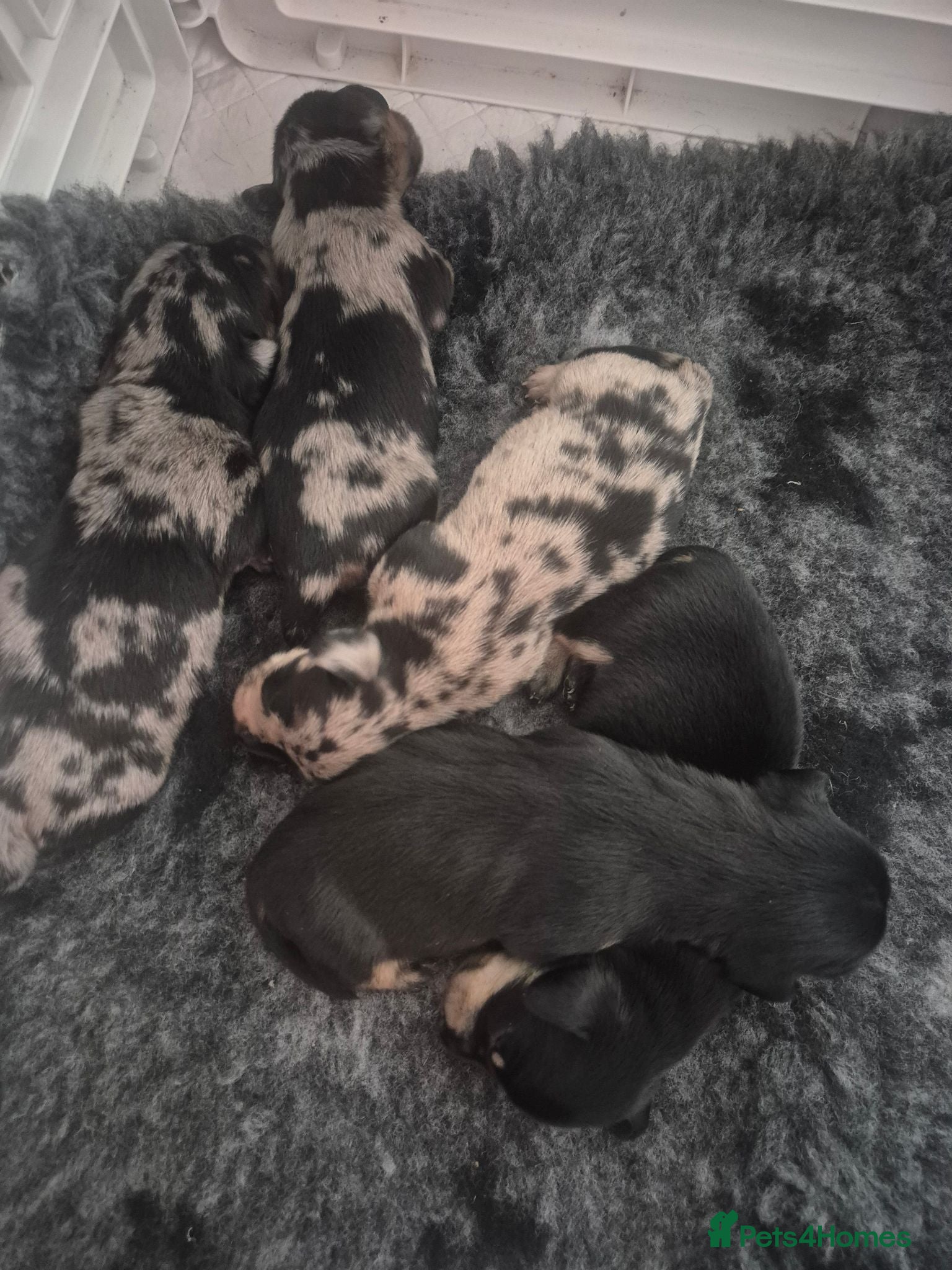 Miniature Dachshund dogs Beautiful litter of minature dachshund puppies - Advert 1