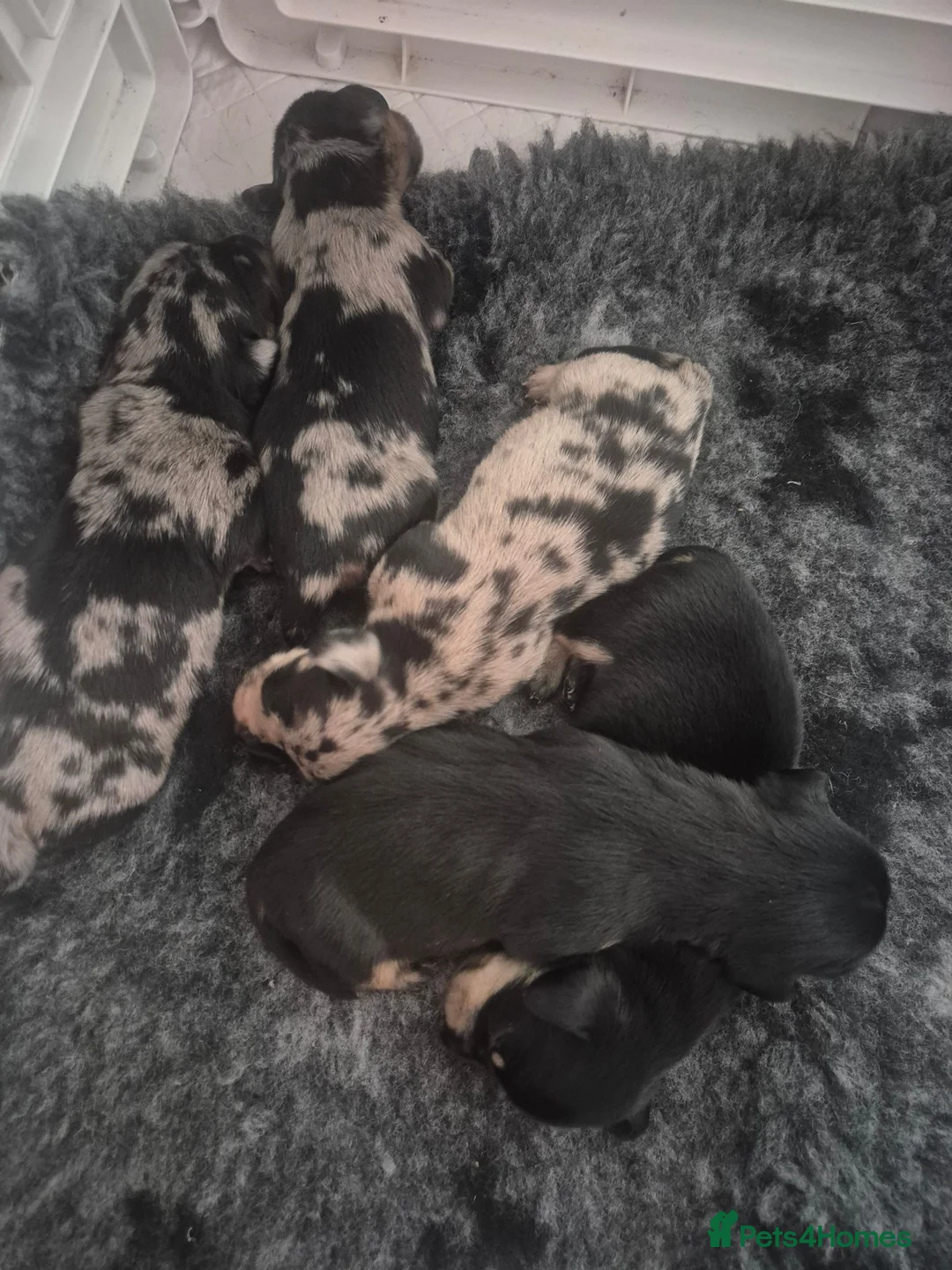 Miniature Dachshund dogs for sale: Beautiful litter of minature dachshund puppies in Alfreton - Advert 1