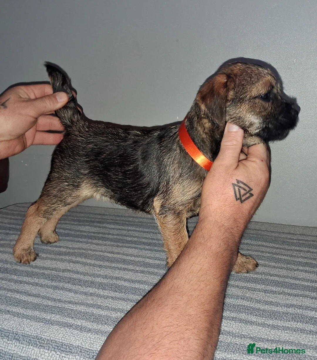 Border Terrier dogs for sale: Kc Reg Border Terrier Puppies  - Advert 18