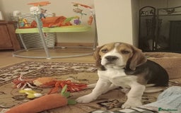 Beagle dogs for sale: 7 month old Beagle for rehoming  - Image 4