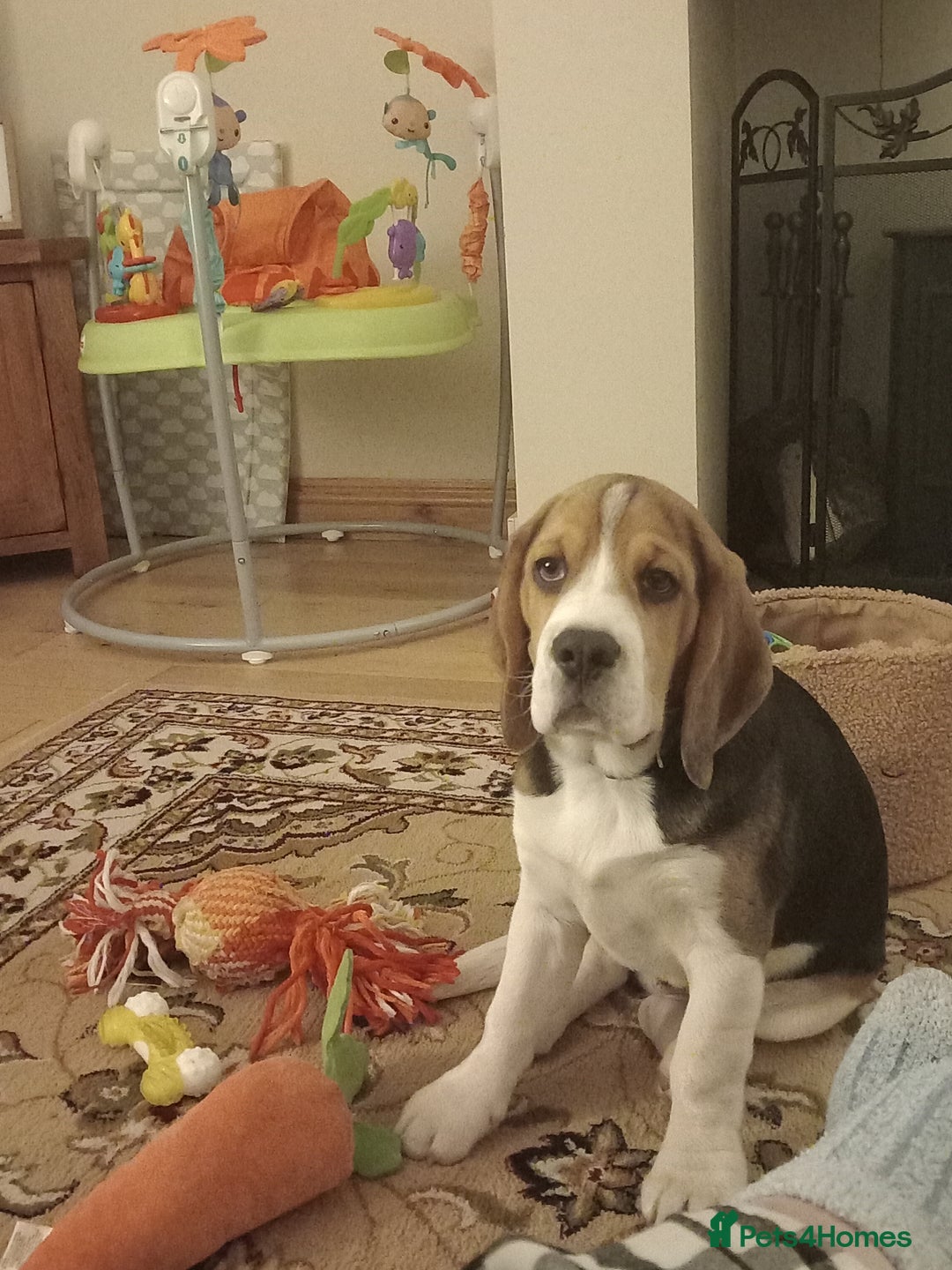 Beagle dogs for sale: 7 month old Beagle for rehoming  - Image 4