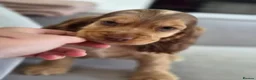 Cocker Spaniel dogs for sale: Show Kc Spaniel boys ready for there forever home - Advert 37