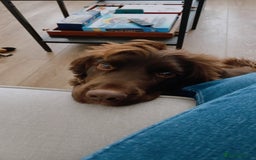 Sprocker dogs for sale: Male Chocolate  Sprocker Spaniel  - Image 7