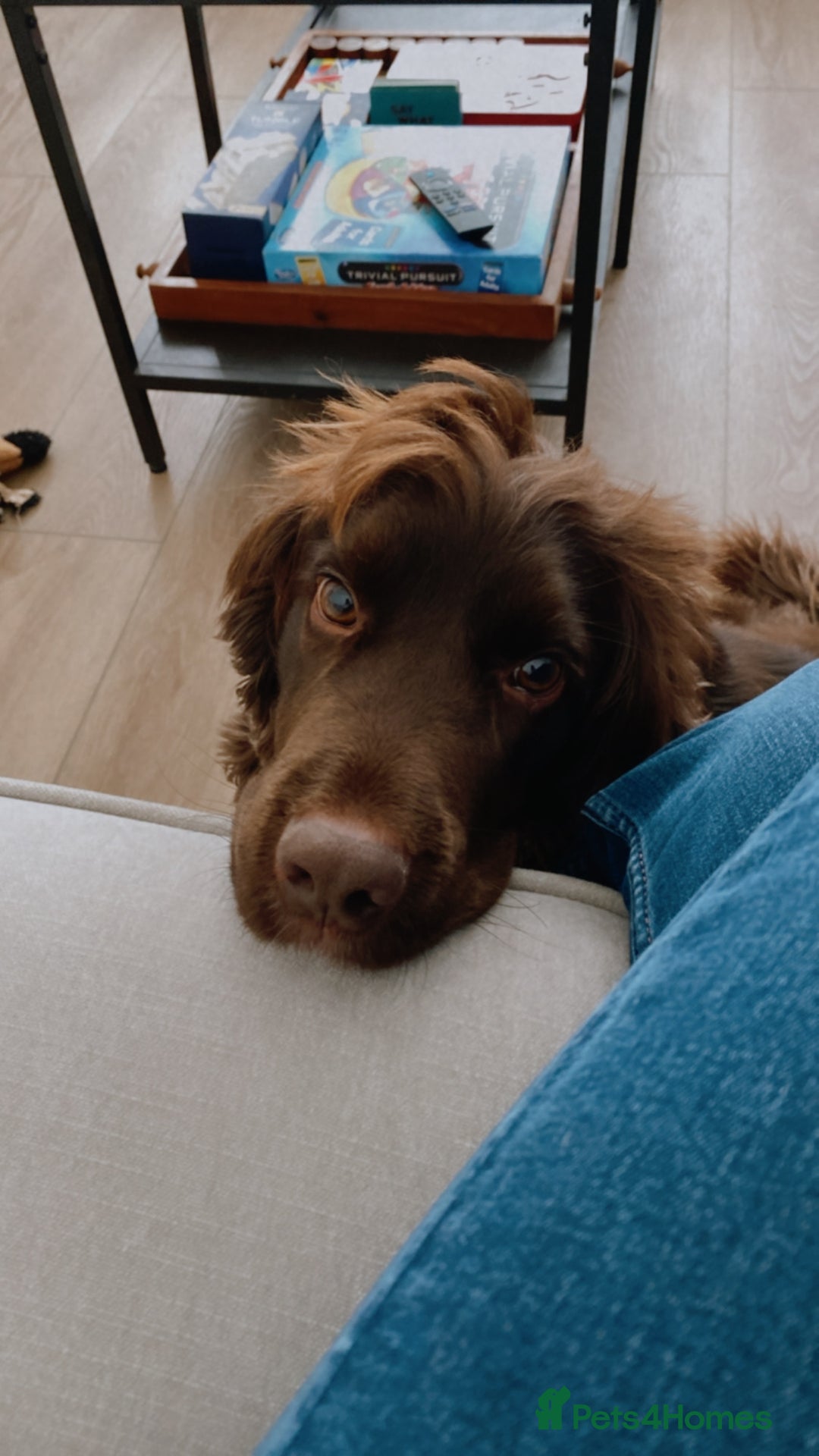 Sprocker dogs for sale: Male Chocolate  Sprocker Spaniel  - Image 7