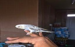 Budgerigars birds for sale: Hand reared baby budgies for sale - Image 5