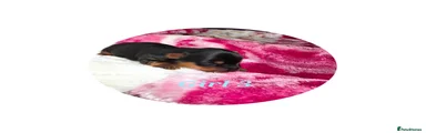 Yorkshire Terrier Girl 3