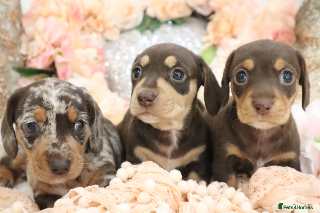Miniature Dachshund dogs for sale: KC Registered Miniature Dachshund Puppies - Image 16