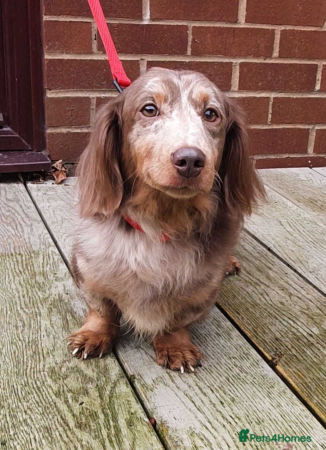 Miniature Dachshund dogs for stud: Kc registered Miniature dachshund in Blackburn - Advert 4