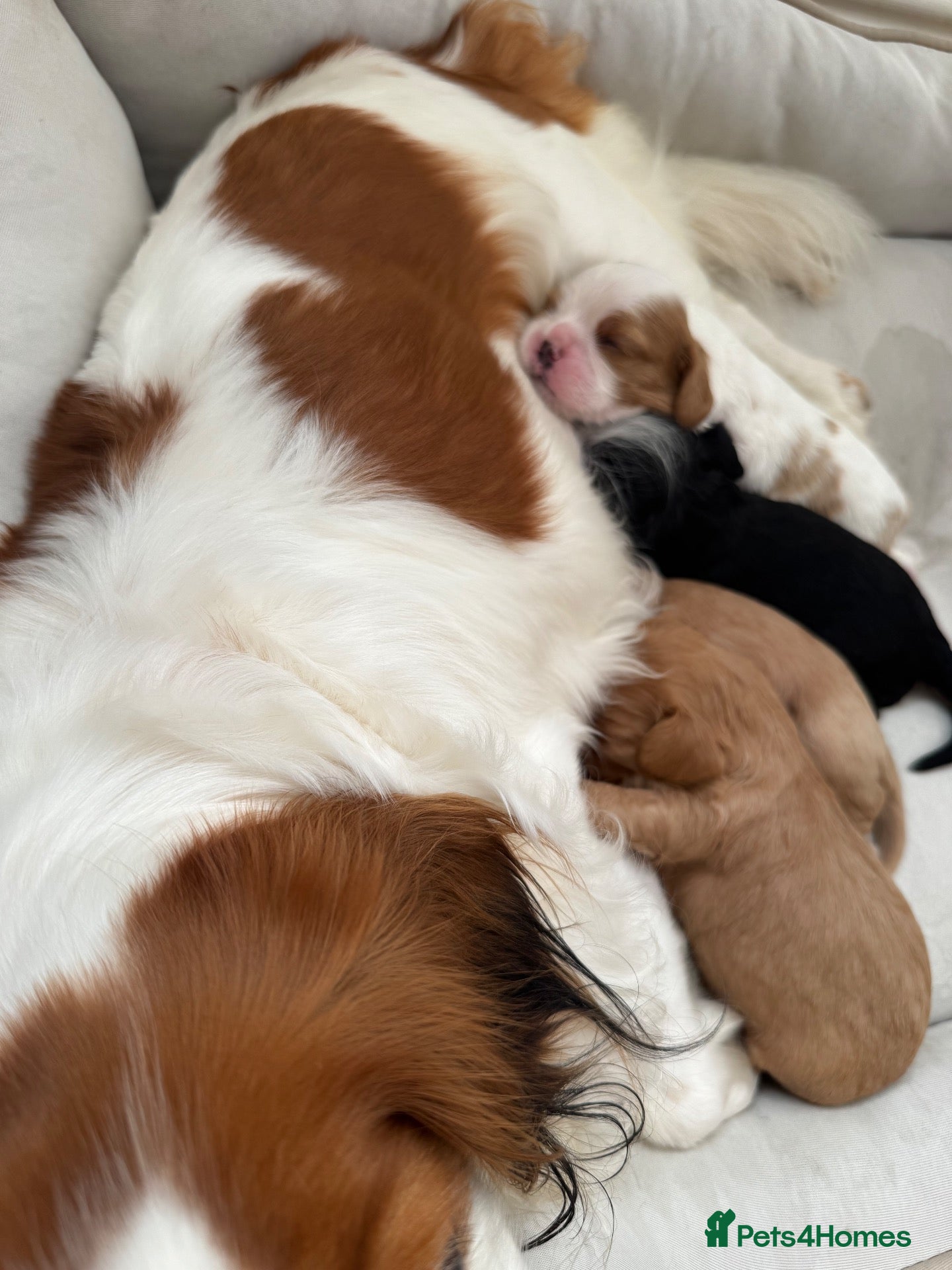 Cavalier King Charles Spaniel dogs Health tested cavalier King Charles spaniel pups - Advert 4