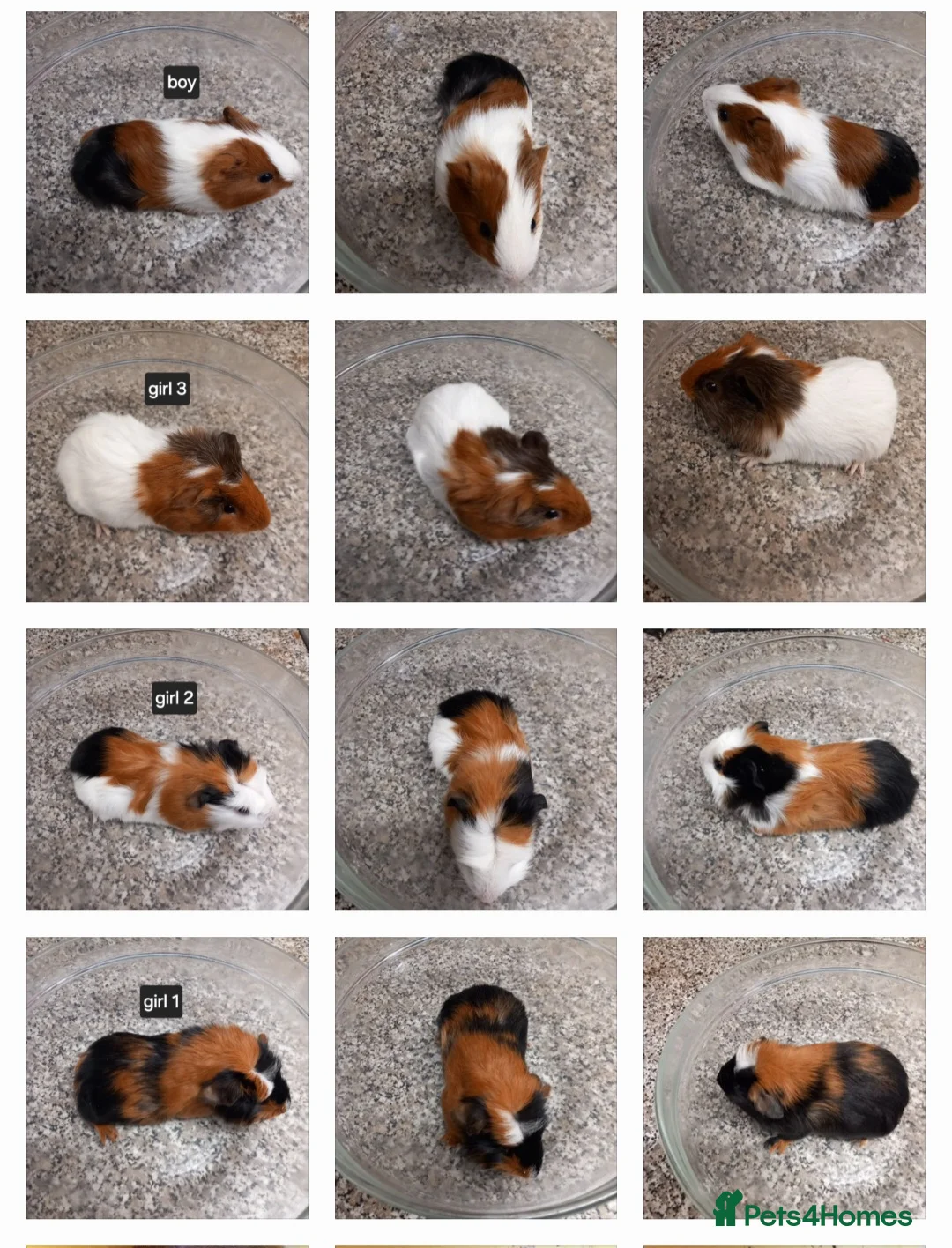 Guinea Pig rodents for sale: Baby guinea pigs ready now  - Advert 1