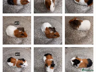 Guinea Pig rodents Baby guinea pigs ready now - Advert 1