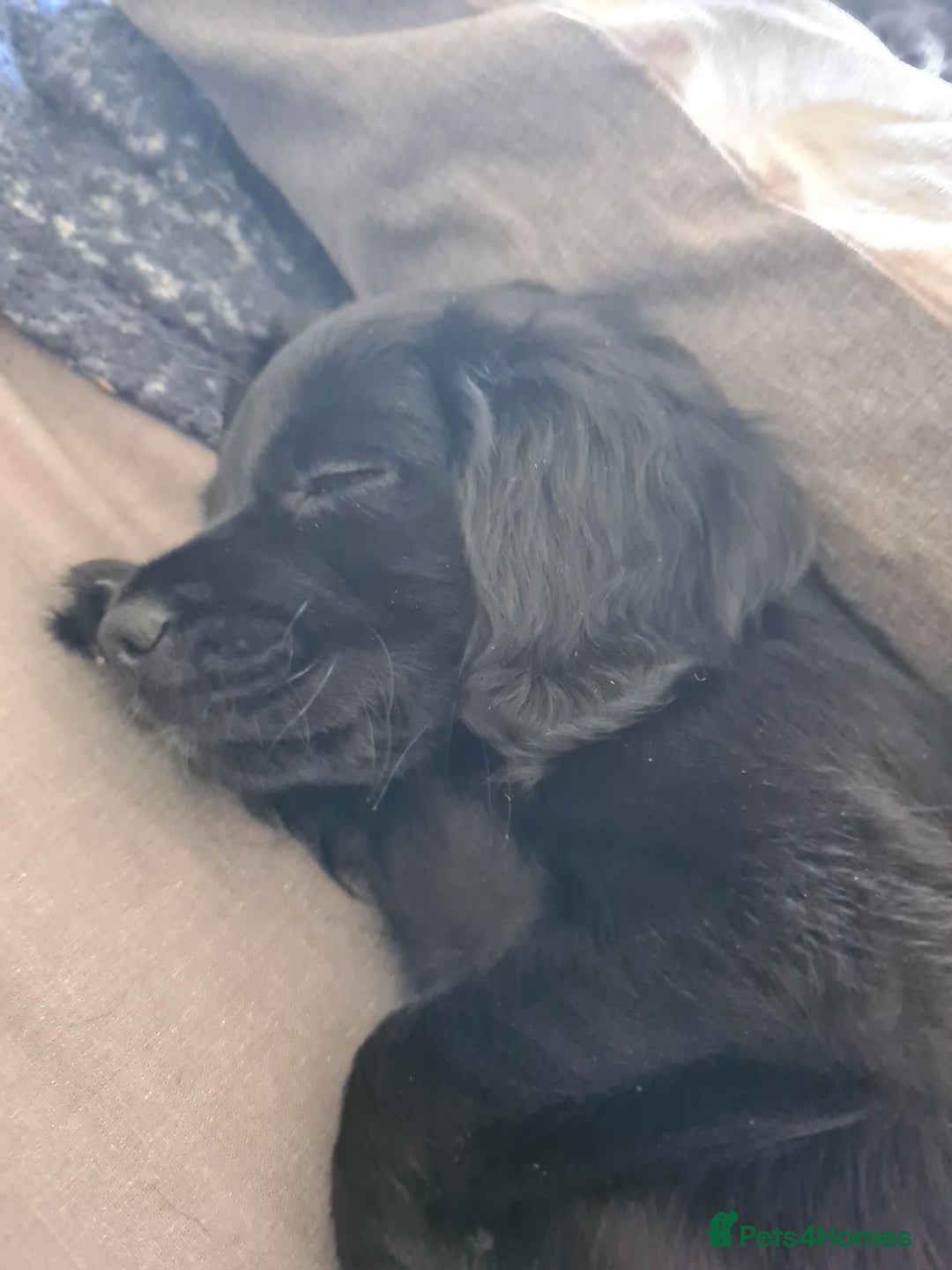Mixed Breed dogs for sale: Beautiful litter of spaniel Cross  - Image 28