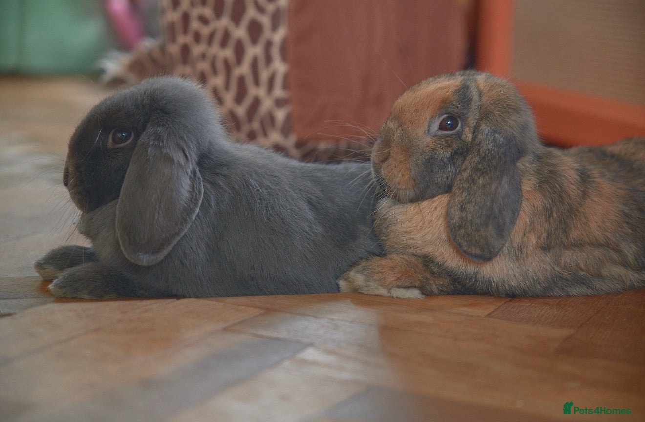 Mini Lop rabbits Bonded 7 month brother & sister mini lop rabbits - Advert 1