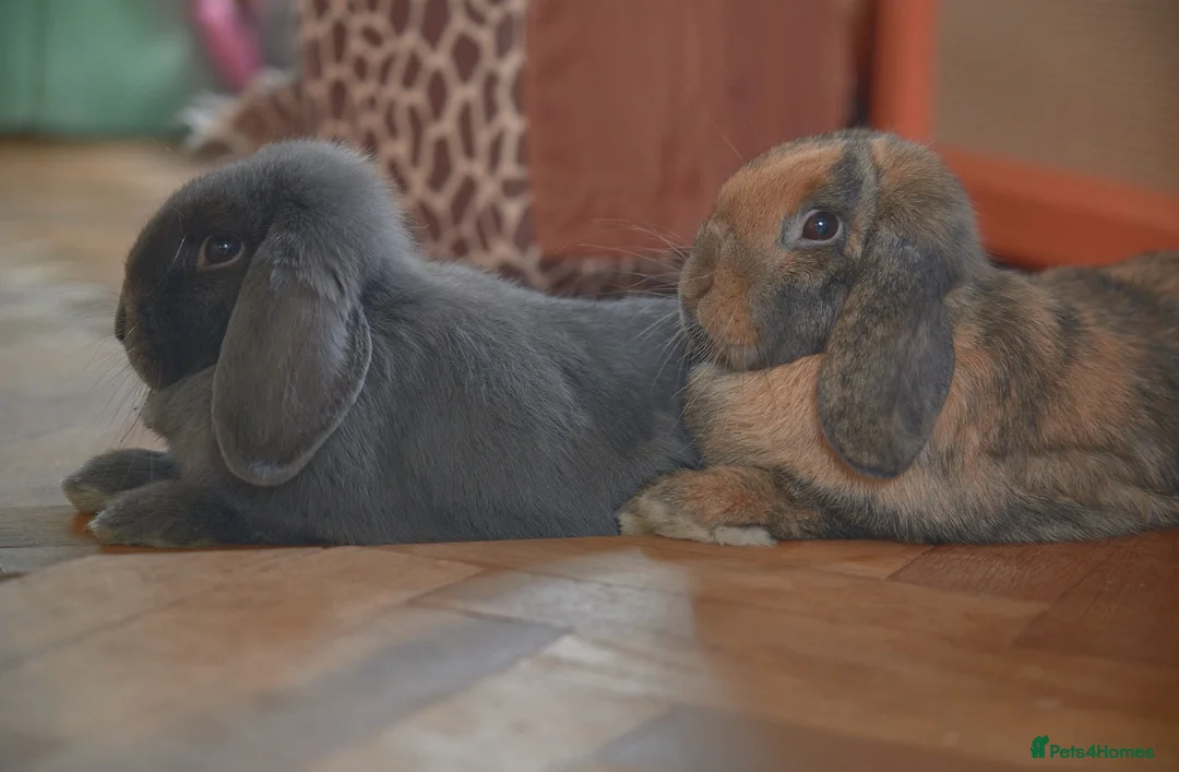 Mini Lop rabbits for sale: Bonded 7 month brother & sister mini lop rabbits in Cheltenham - Advert 1