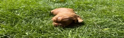 Cocker Spaniel dogs for sale: Fox red working cocker spaniel pups  - Advert 8