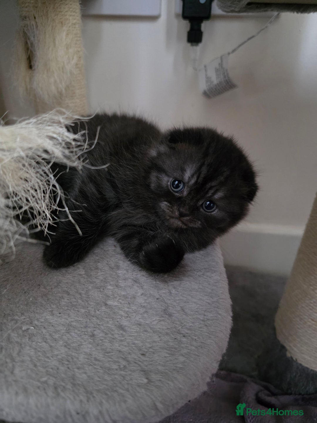 Scottish Fold cats for sale: Scotish fold ears kittens  - Advert 1
