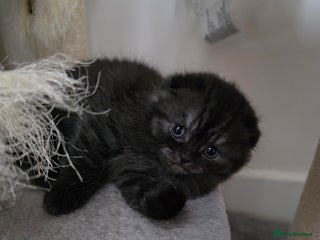 Scottish Fold cats Scotish fold ears kittens - Advert 2