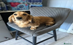 Miniature Dachshund dogs for sale: Long haired miniature dachshund  - Image 7