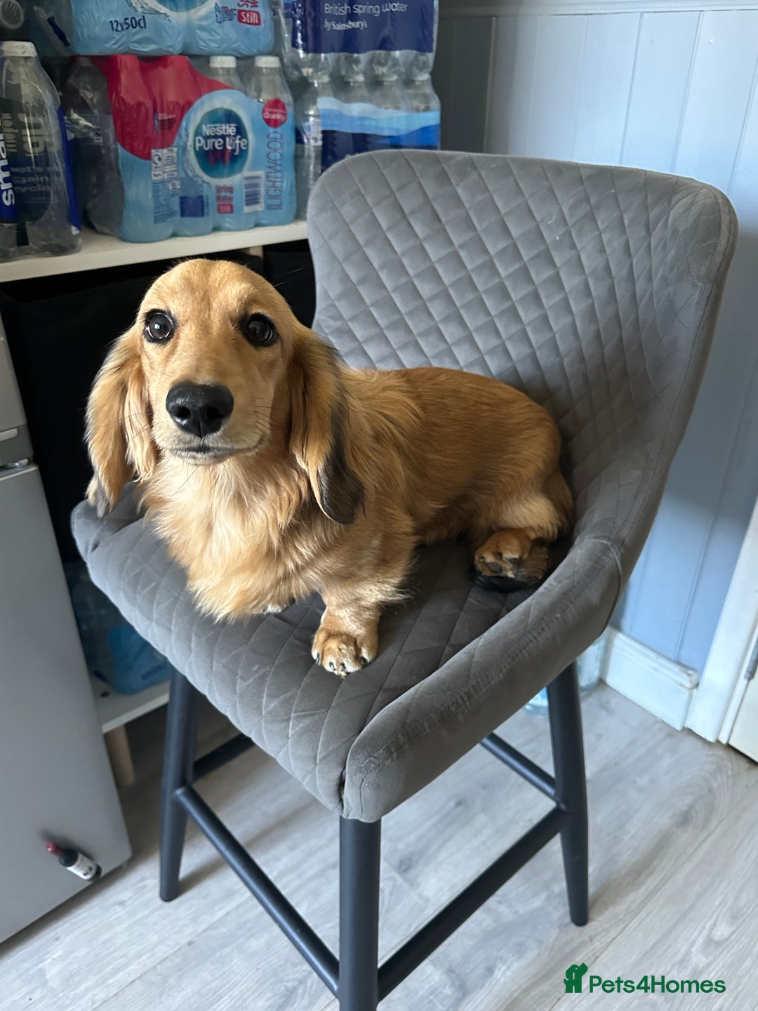 Miniature Dachshund dogs for sale: Long haired miniature dachshund  - Image 7