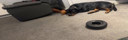 Rottweiler dogs for sale: Rottweiler needs a loving forever home  - Advert 18
