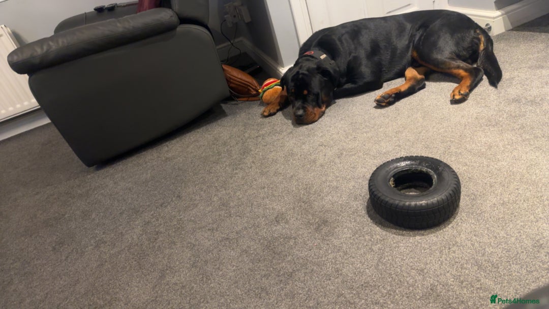 Rottweiler dogs for sale: Rottweiler needs a loving forever home  - Advert 18