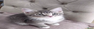 Grey Tabby Girl