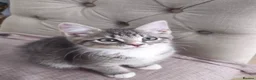 Mixed Breed cats for sale: Grey Tabby Girl/Tuxedo Boy - Advert 4