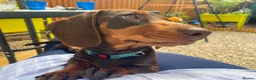 Miniature Dachshund dogs for sale: KC HEALTH TESTED MINIATURE DACHSHUNDS- LICENSED  - Advert 31