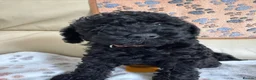 Schnoodle dogs for sale: F1 miniature schnoodles  - Advert 1