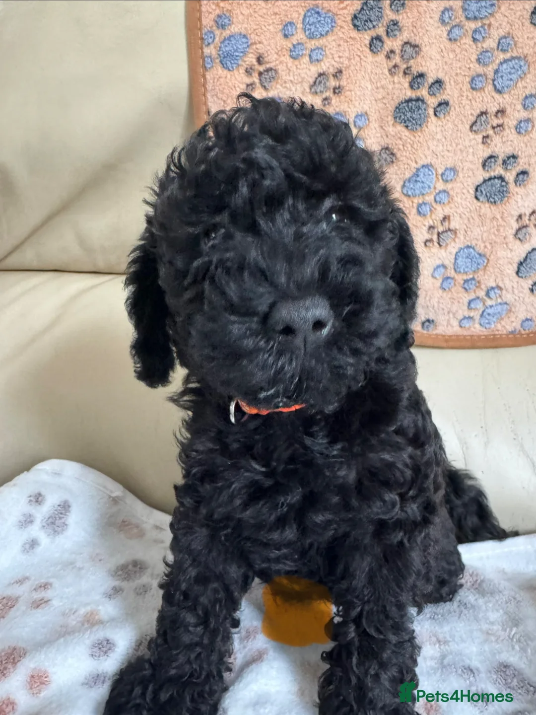 Schnoodle dogs for sale: F1 miniature schnoodles  - Advert 1