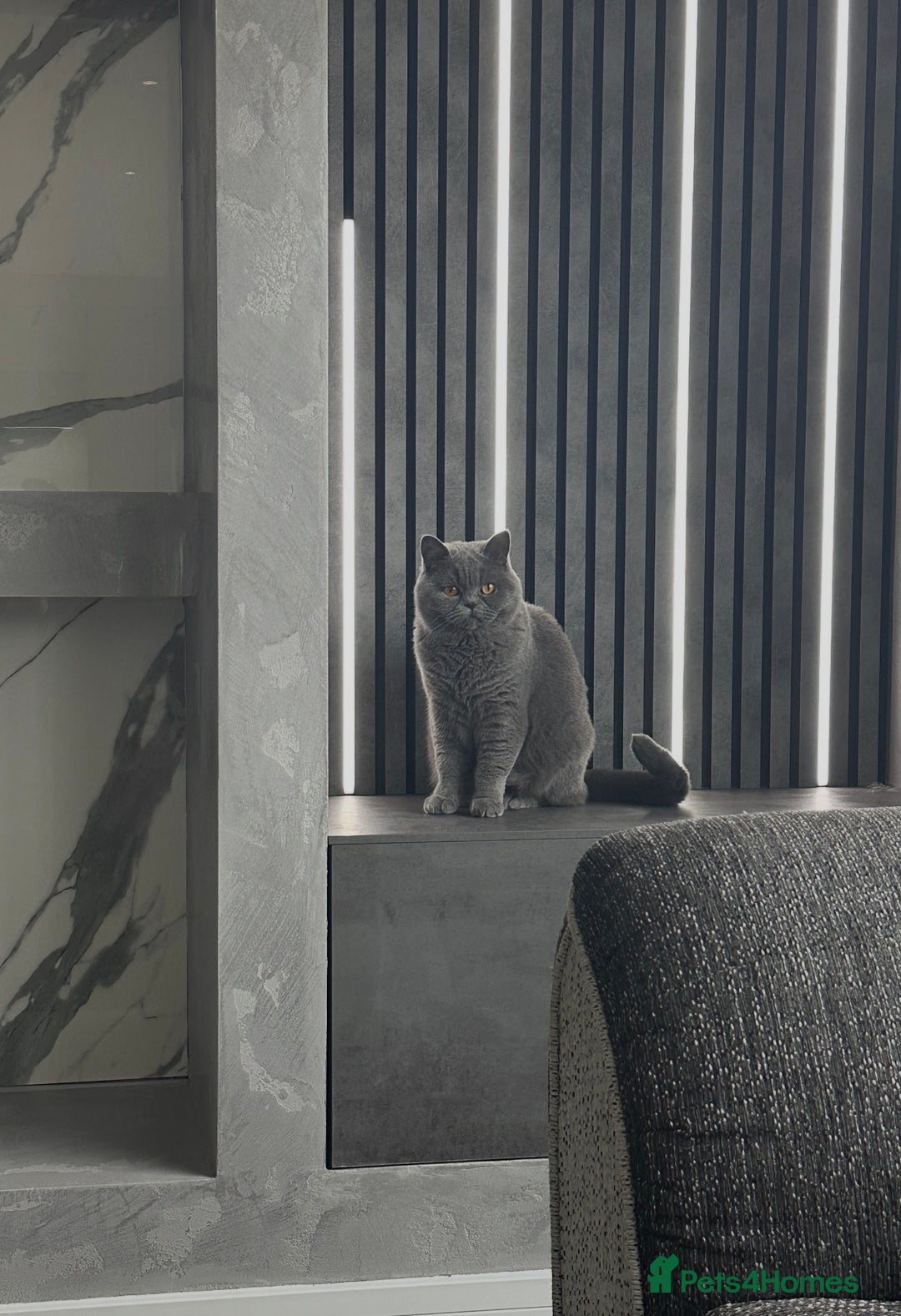 British Shorthair cats for sale: 2 BSH girls looking for a new home - Advert 4