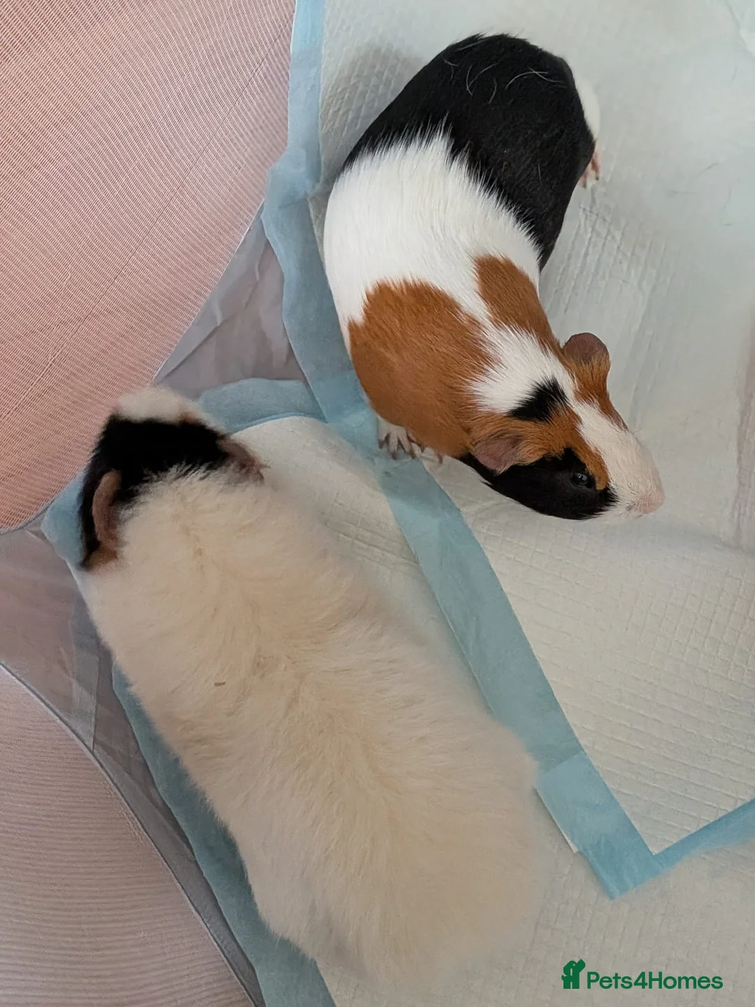 Guinea Pig rodents for sale: 2 Male Guinea Pigs With Hutch - Advert 9