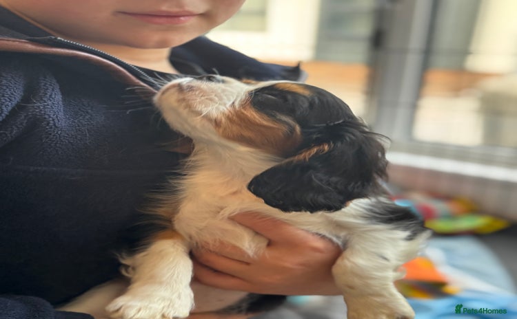 Cavalier King Charles Spaniel dogs - Advert 1