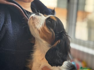 Cavalier King Charles Spaniel dogs - Advert 1