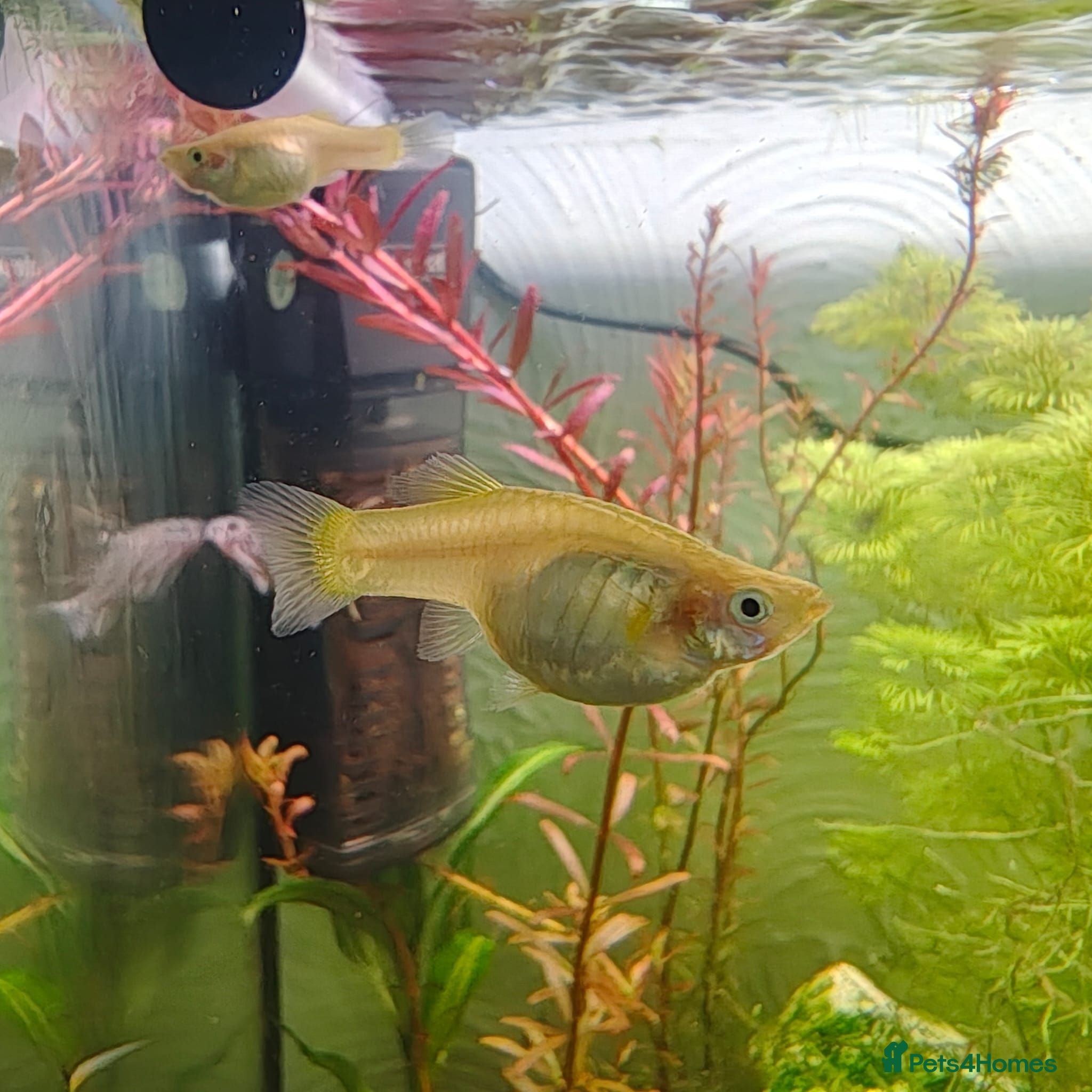 Live Bearers fish Endler fry - Advert 2