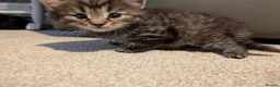 Mixed Breed cats for sale: Adorable kittens looking for forever home  in Pershore - Advert 2