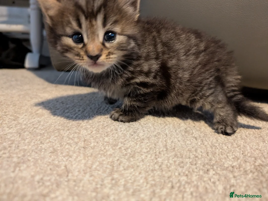 Mixed Breed cats for sale: Adorable kittens looking for forever home  in Pershore - Advert 2