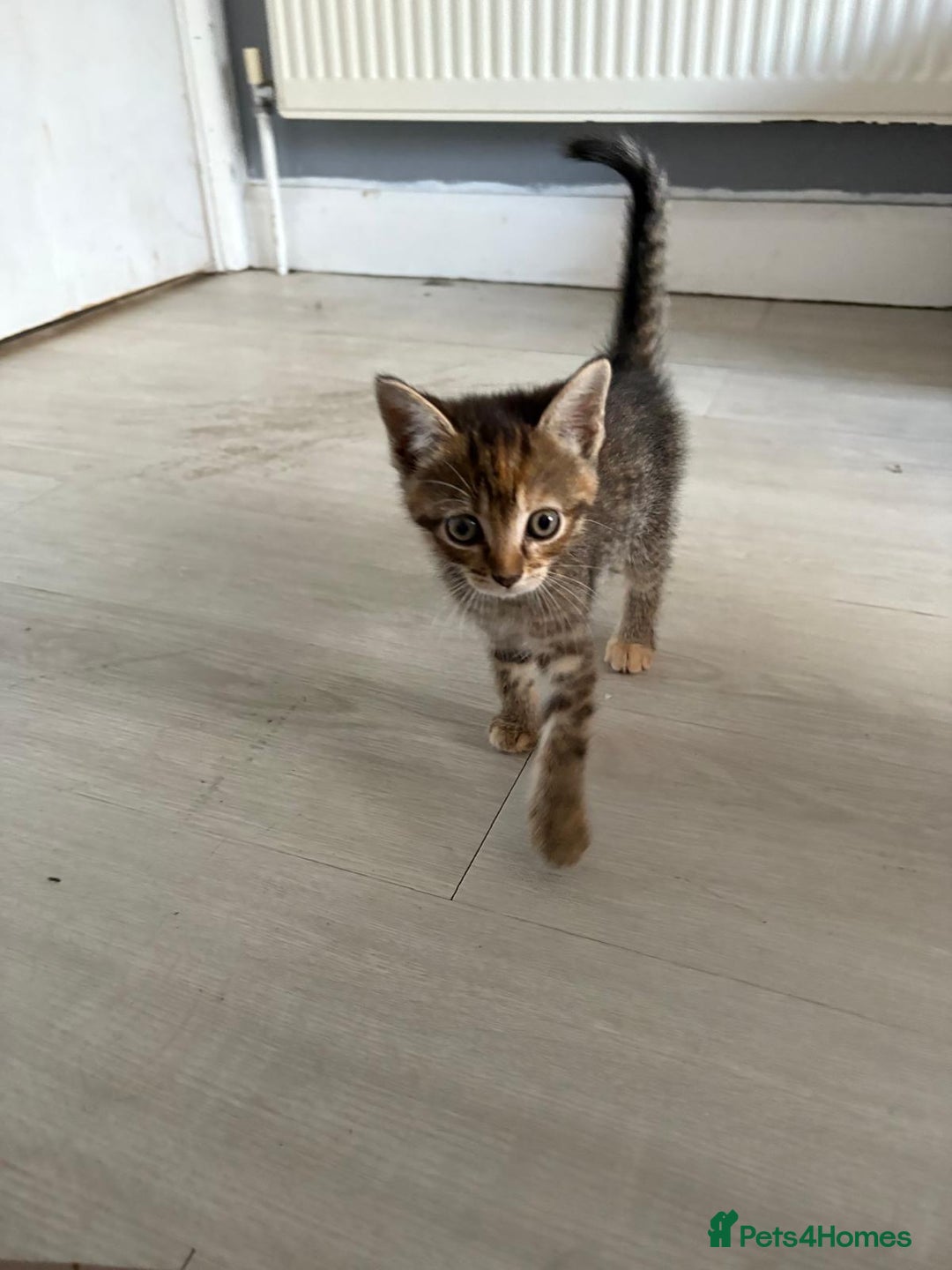 Mixed Breed cats for sale: 5 kittens looking for their forever homes  - Image 7