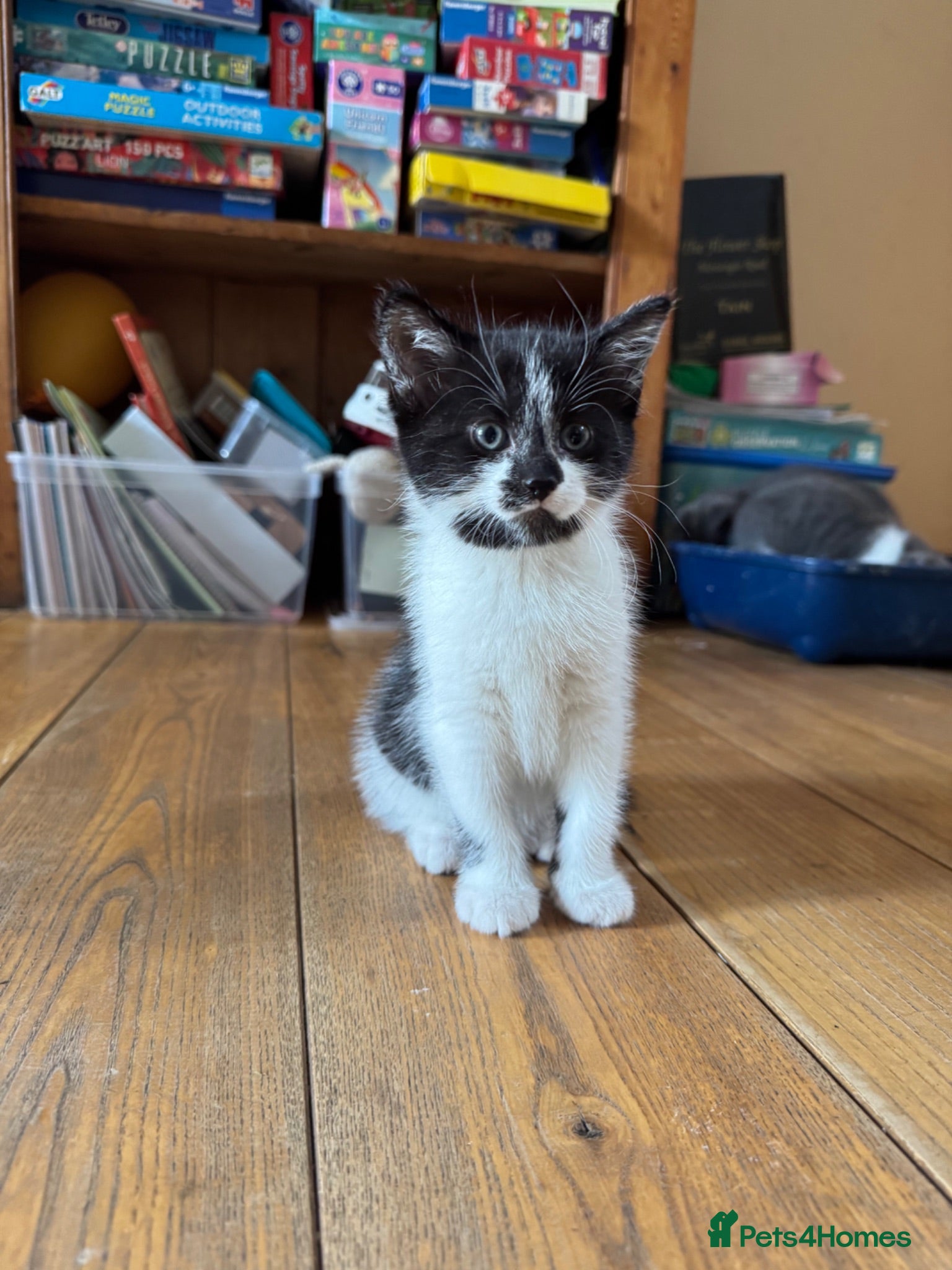 Mixed Breed cats Well-socialised Black & white female kitten  - Advert 17