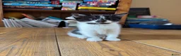 Mixed Breed cats for sale: Well-socialised Black & white female kitten  in Aberfeldy - Advert 1