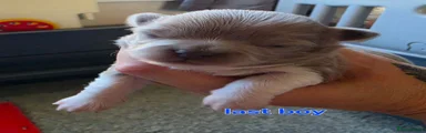 Chihuahua 1