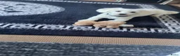 Maltese dogs for stud: maltese for stud  - Advert 6